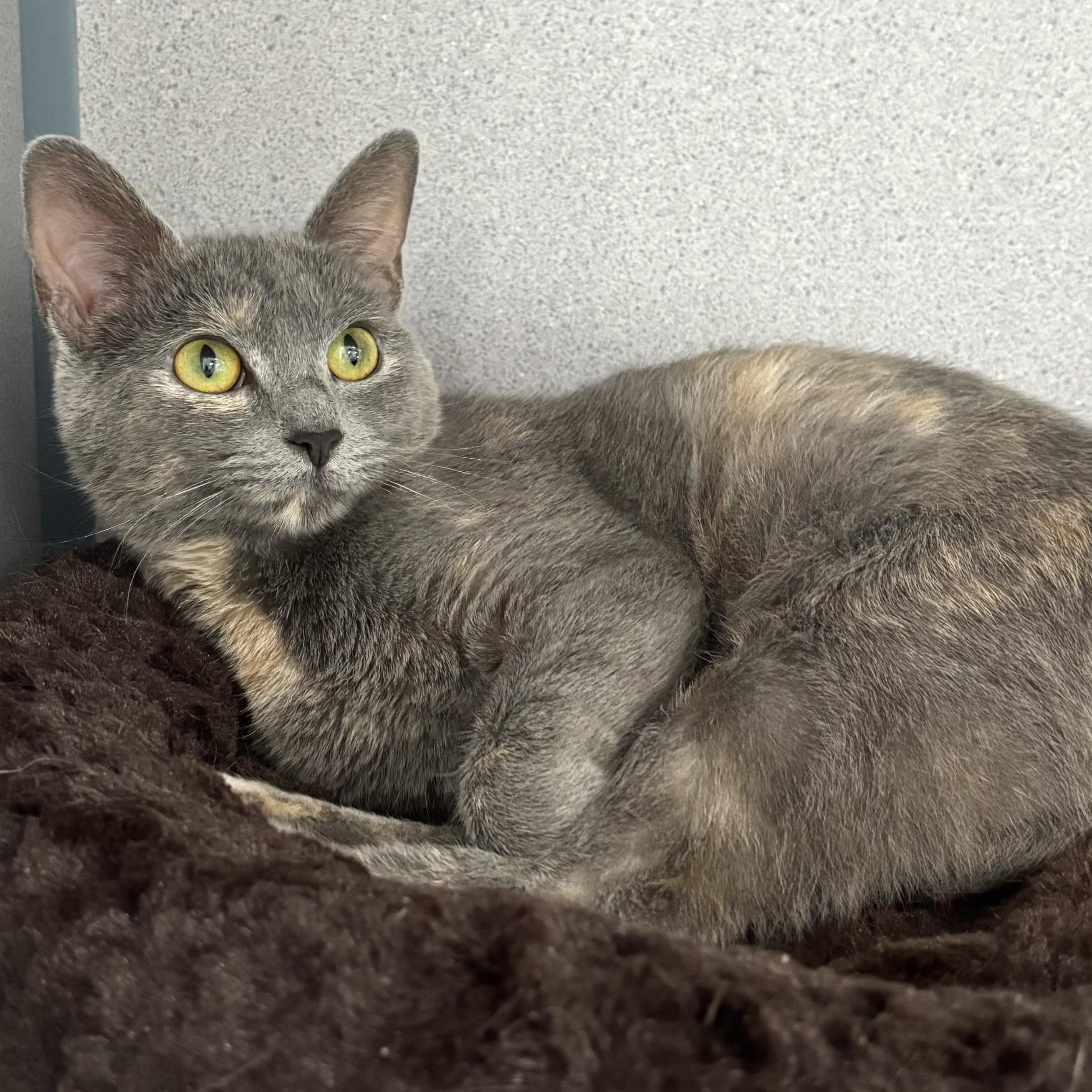 Enlarge Luna, a ADOPTABLE mixed breed in Bardstown, KY image 2/6