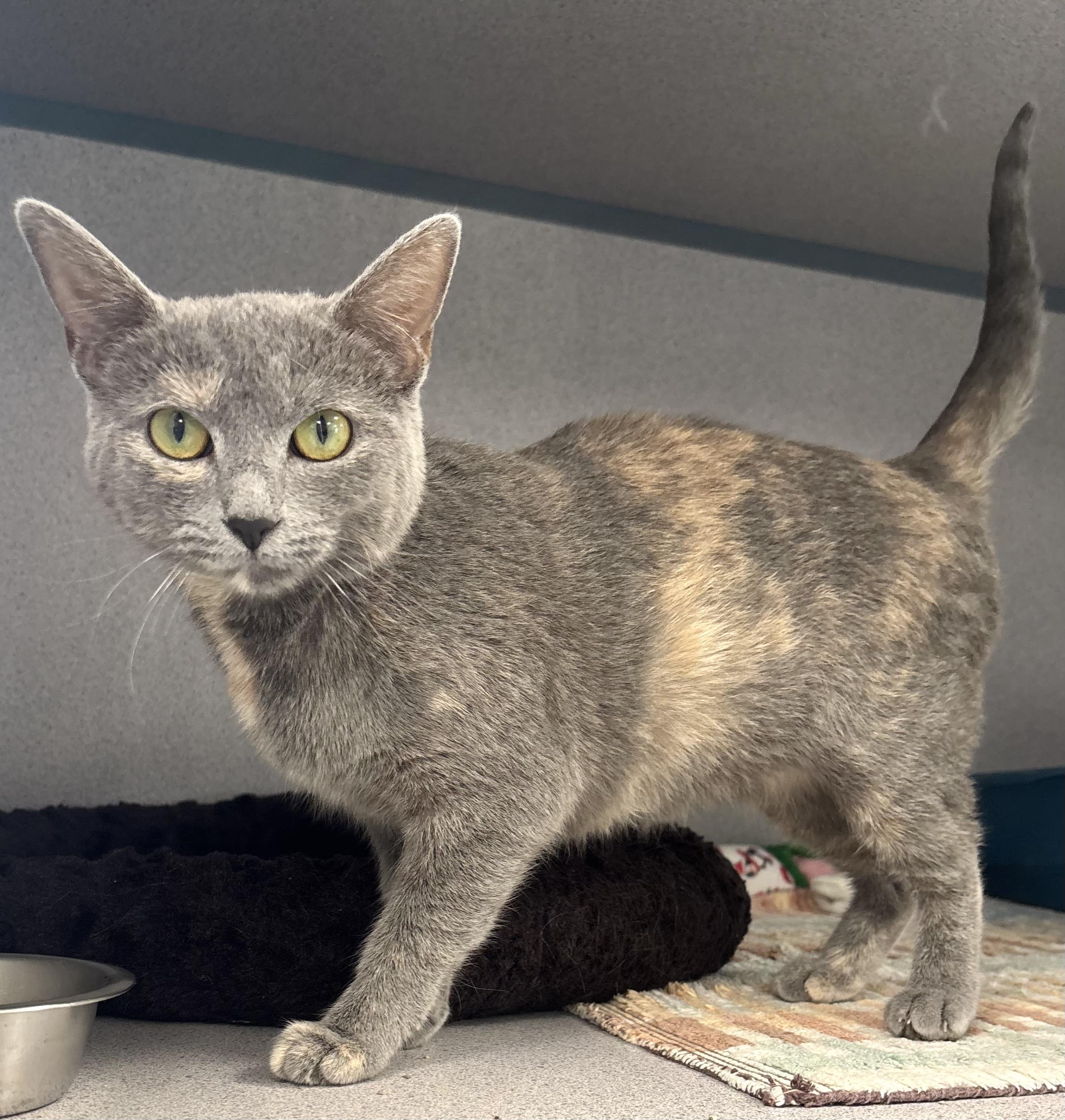 Enlarge Luna, a ADOPTABLE mixed breed in Bardstown, KY image 5/6