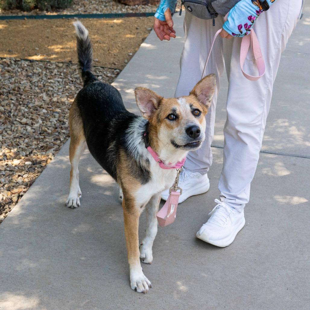 Anise, Adoptable, Adult Female Cattle Dog & Mixed Breed.