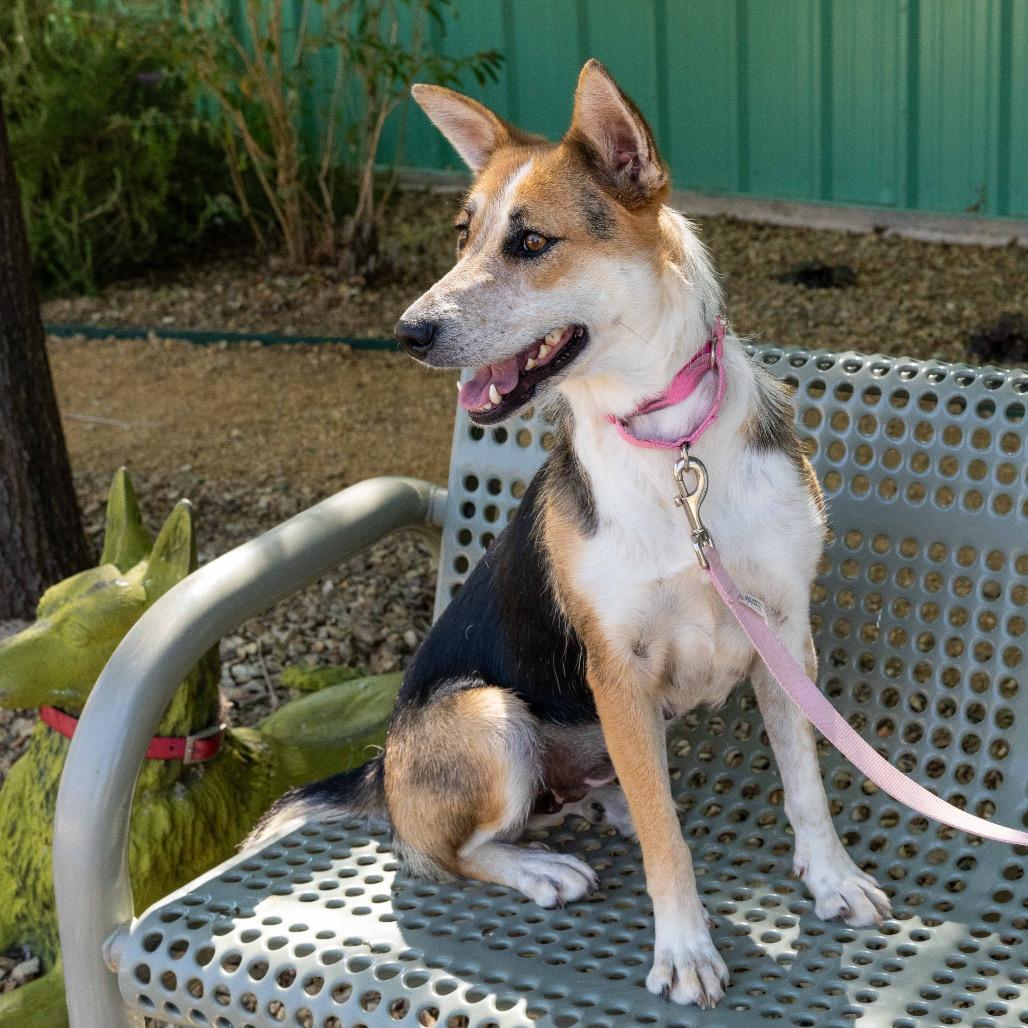 Enlarge Anise, a Adoptable mixed breed in Albuquerque, NM image 2/6