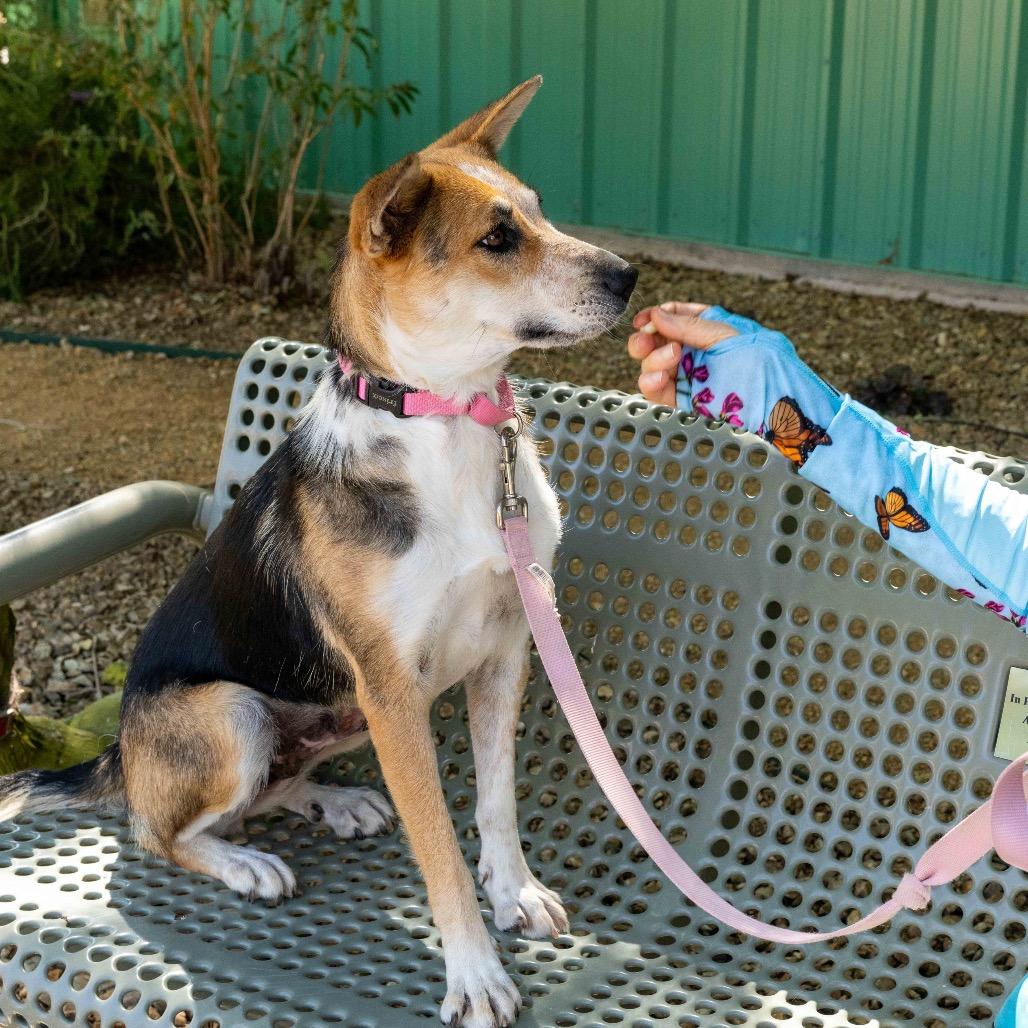 Enlarge Anise, a Adoptable mixed breed in Albuquerque, NM image 3/6