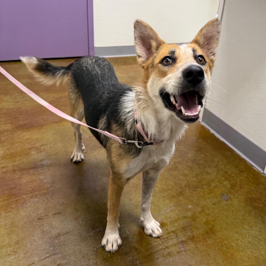 Enlarge Anise, a Adoptable mixed breed in Albuquerque, NM image 4/6