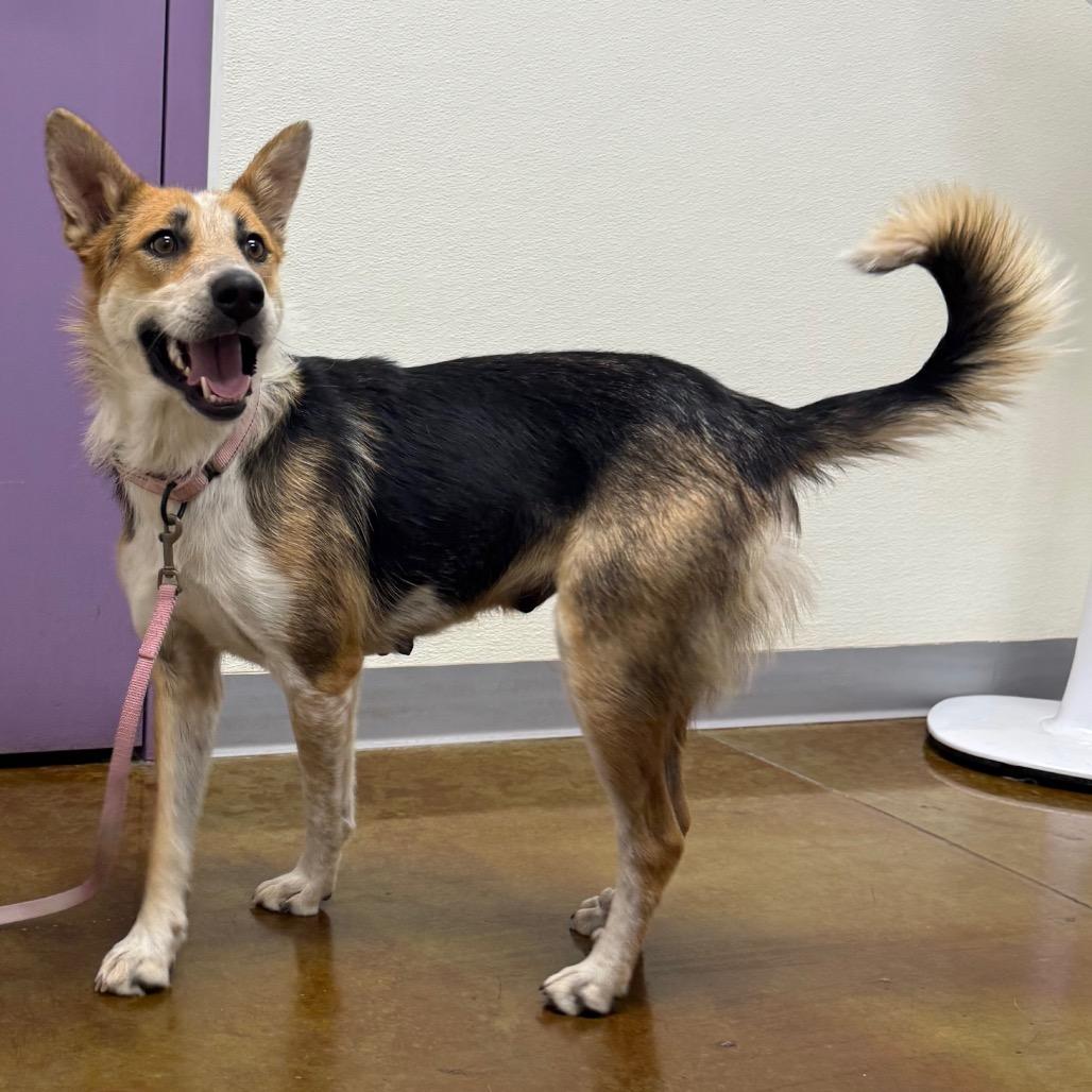 Enlarge Anise, a Adoptable mixed breed in Albuquerque, NM image 5/6