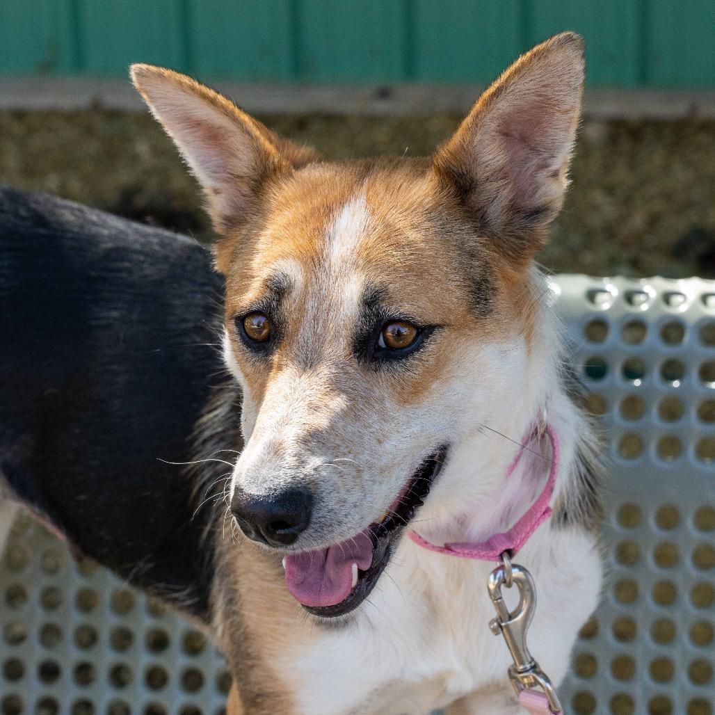Enlarge Anise, a Adoptable mixed breed in Albuquerque, NM image 6/6