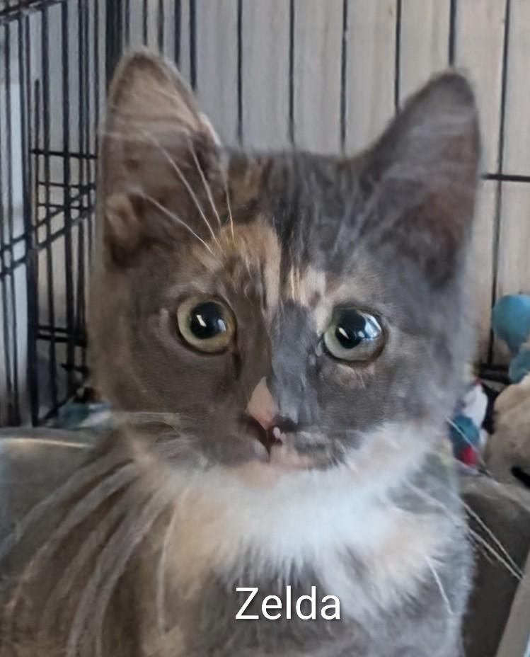 Zelda, adopted, Kitten Female Domestic Short Hair.