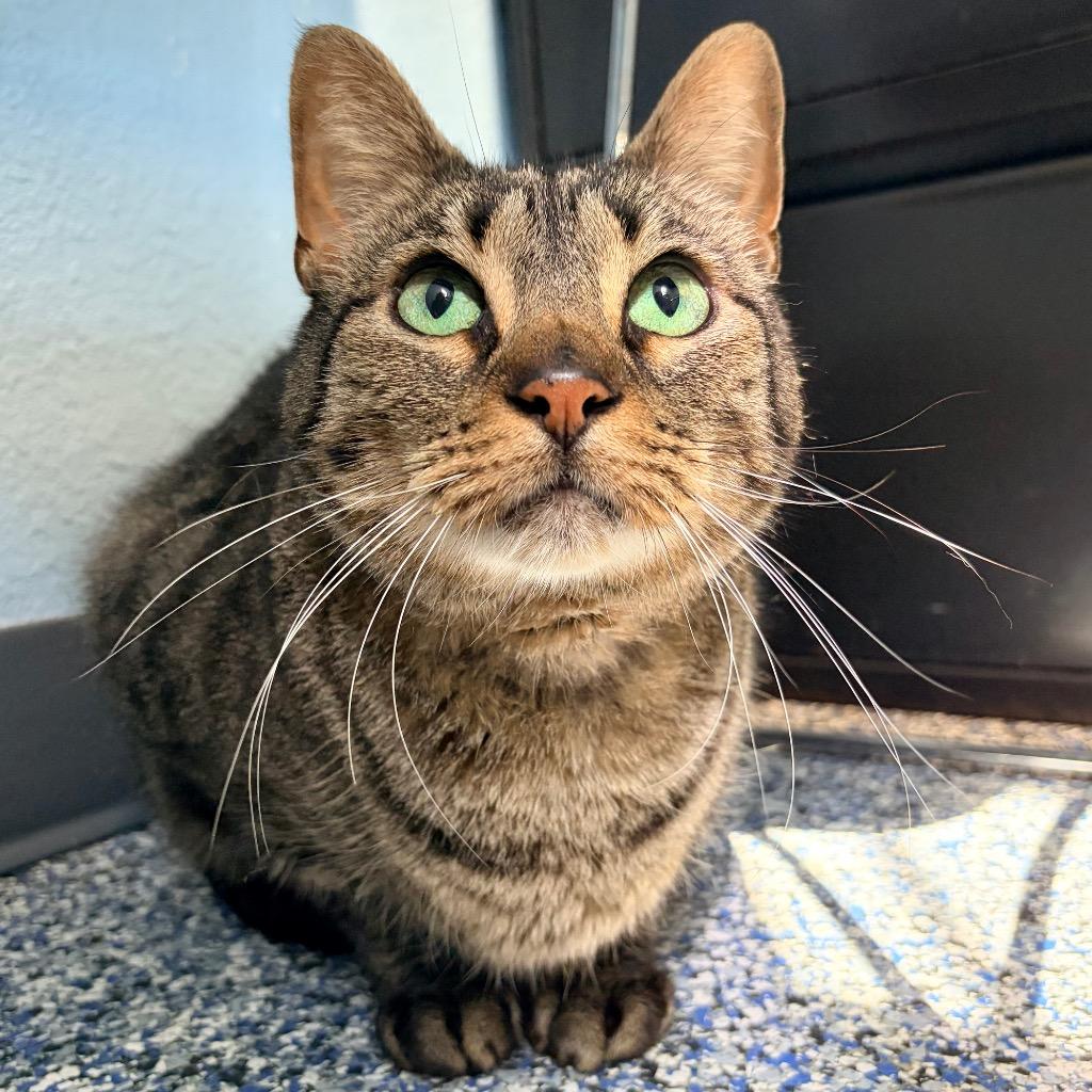 Chen, Adoptable, Senior Male Domestic Short Hair.