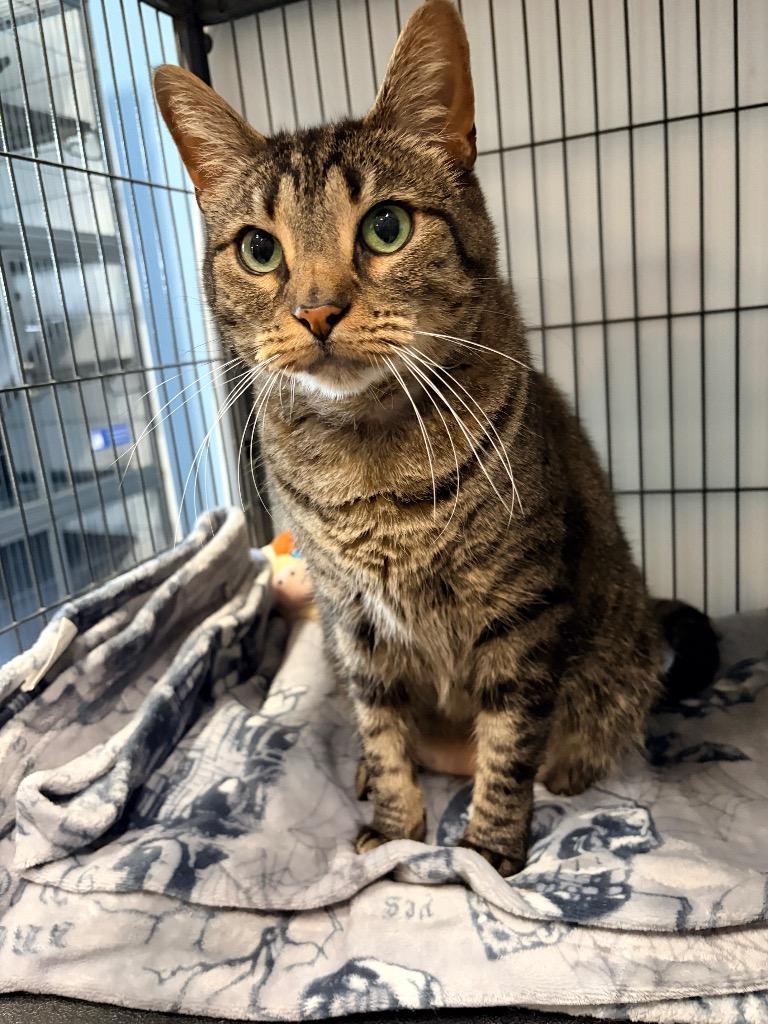 Enlarge Chen, a Adoptable mixed breed in Magnolia, TX image 2/3