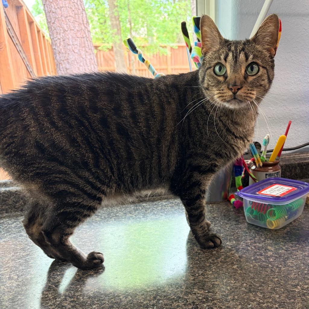 Enlarge Chen, a Adoptable mixed breed in Magnolia, TX image 3/3