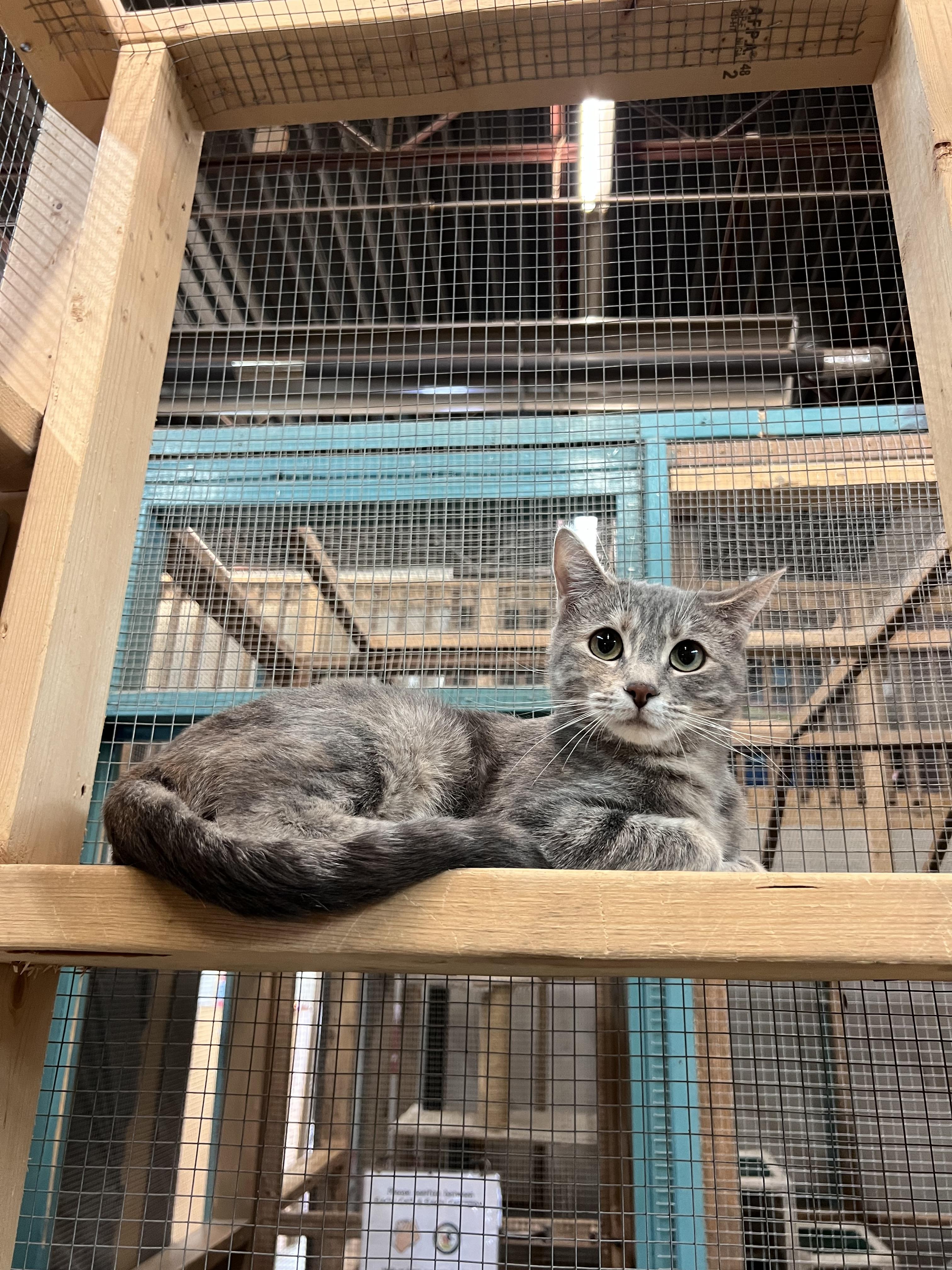 Amor, ADOPTABLE, Adult Female Domestic Short Hair.