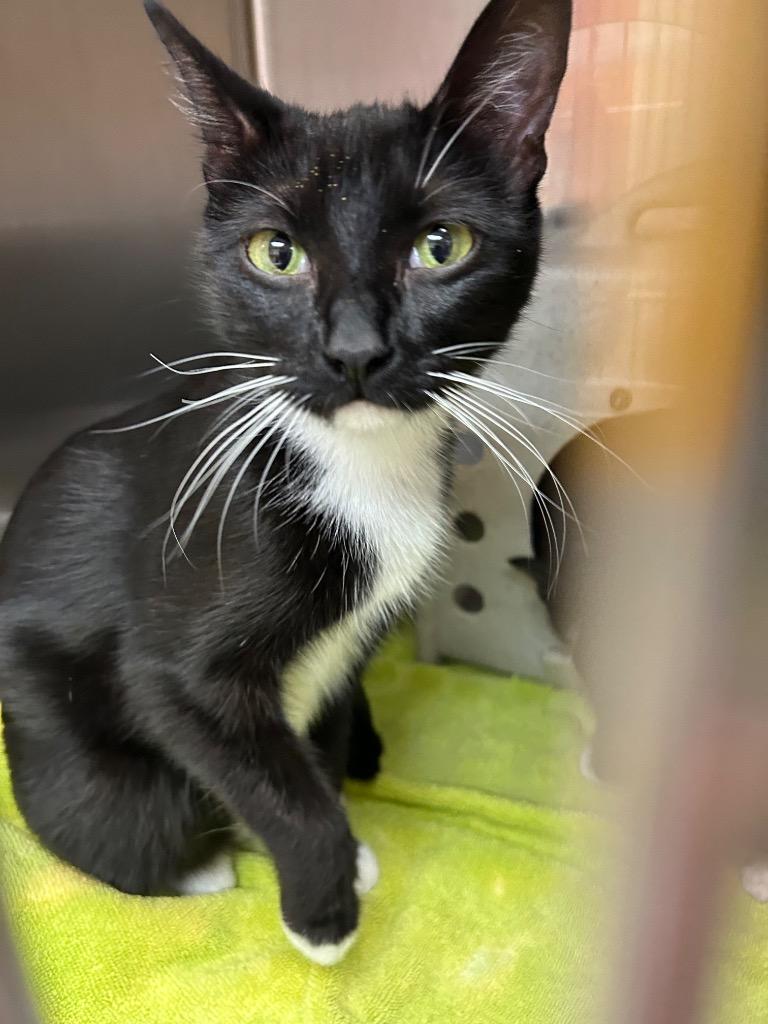 Purrsia, Adoptable, Young Female Domestic Short Hair.