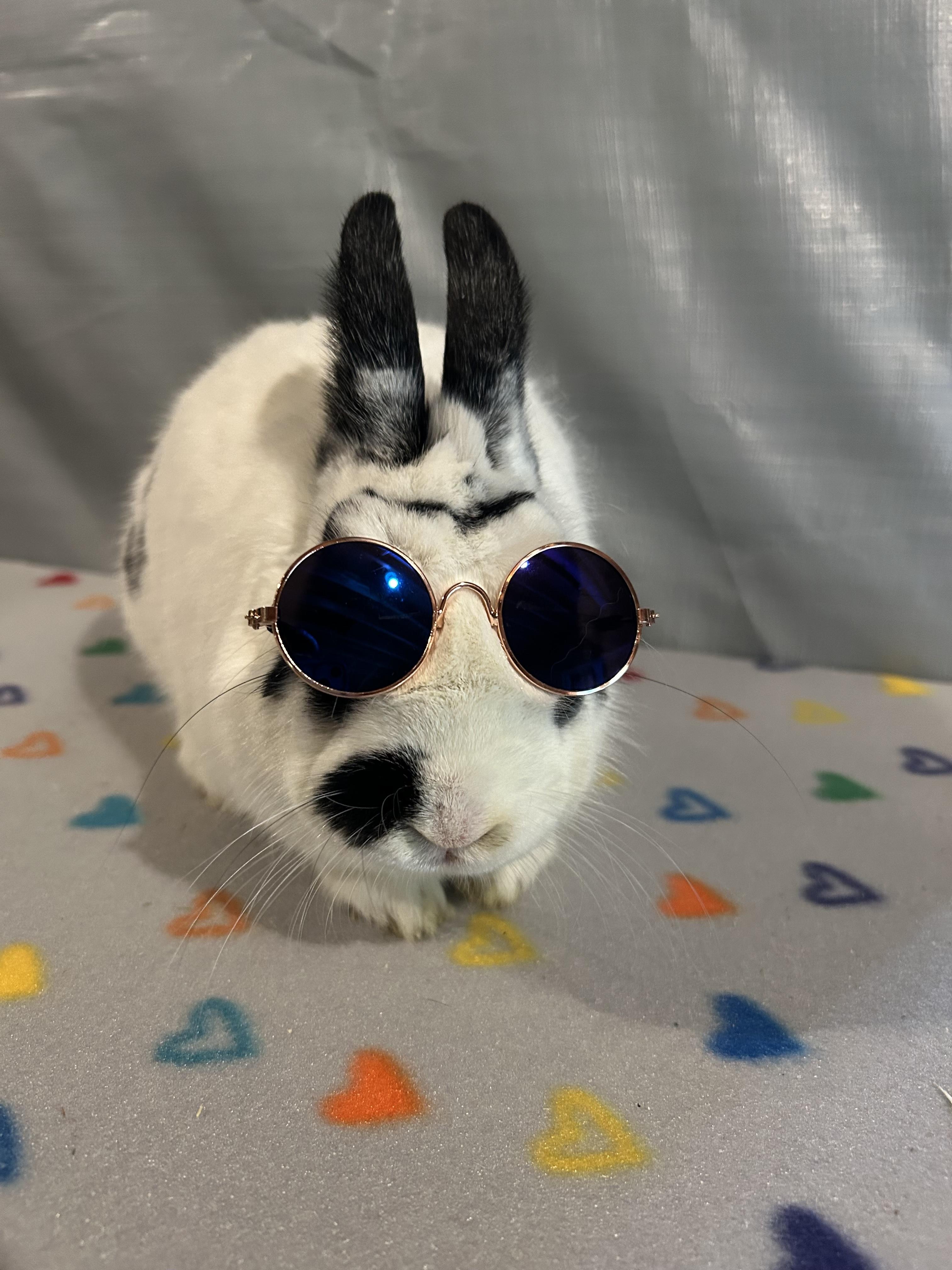 Oliver English Spot Rabbit