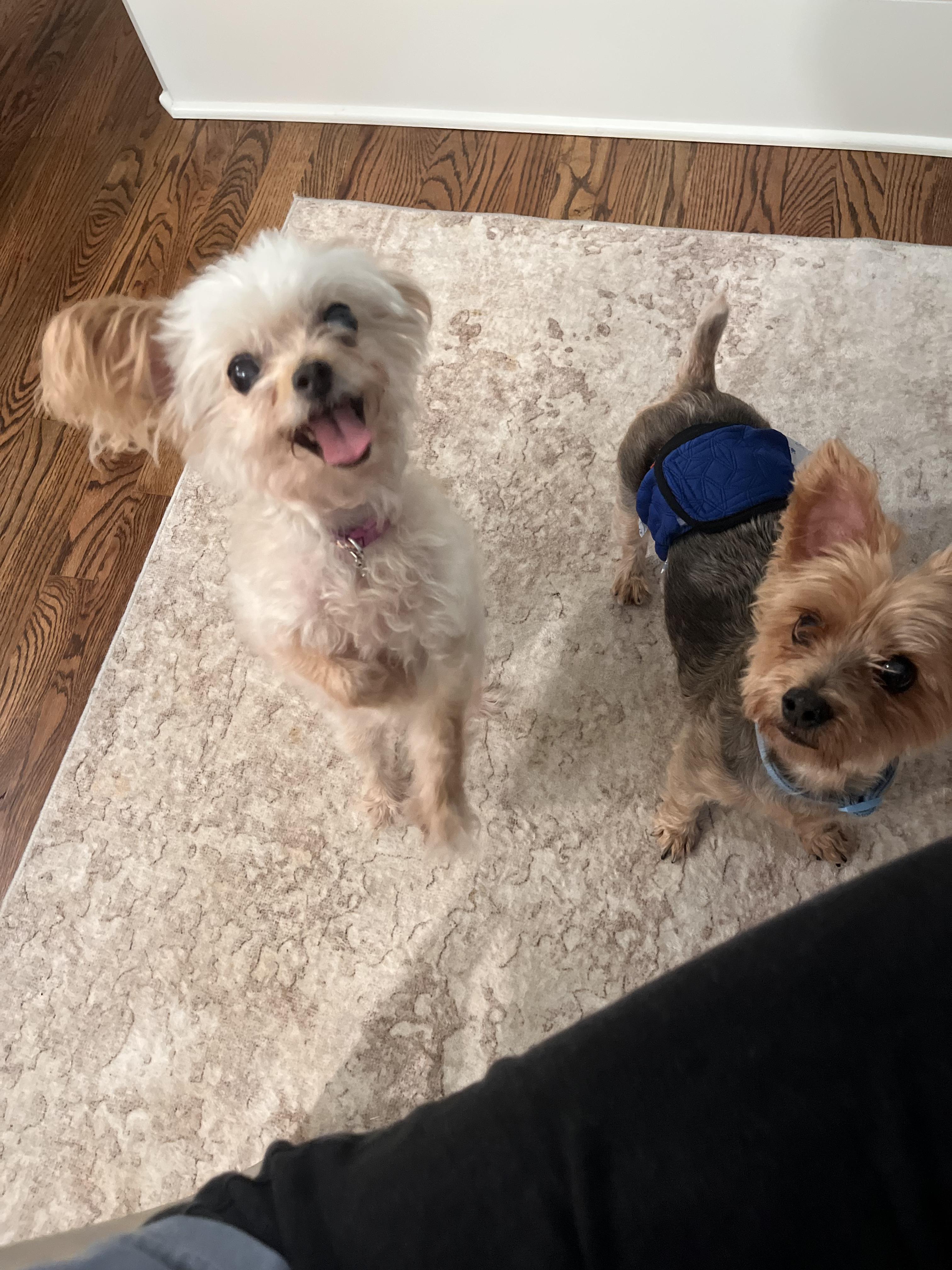 Enlarge Pokey, a Adoptable Yorkshire Terrier in Atlanta, GA image 4/5
