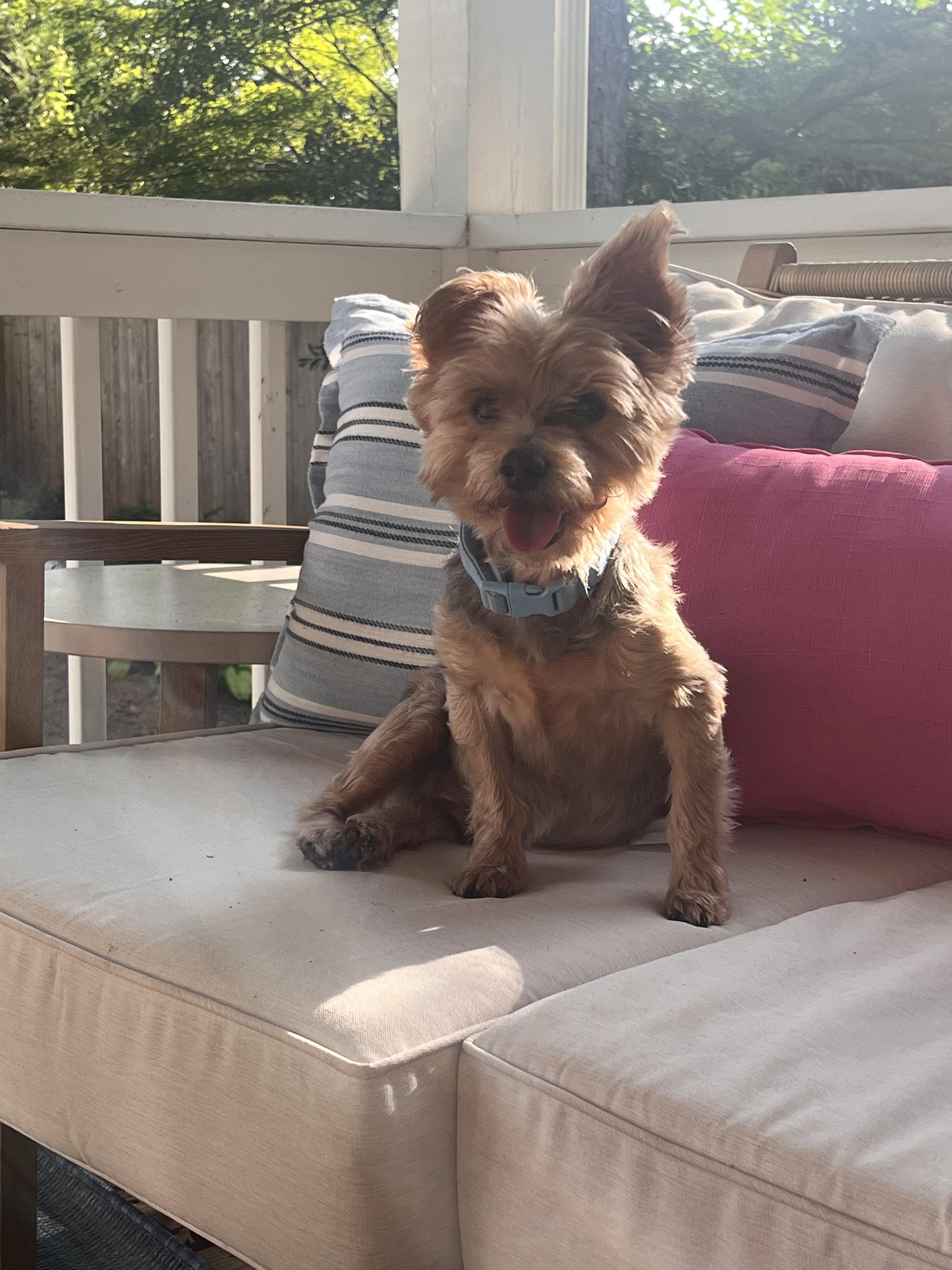Enlarge Pokey, a Adoptable Yorkshire Terrier in Atlanta, GA image 2/5