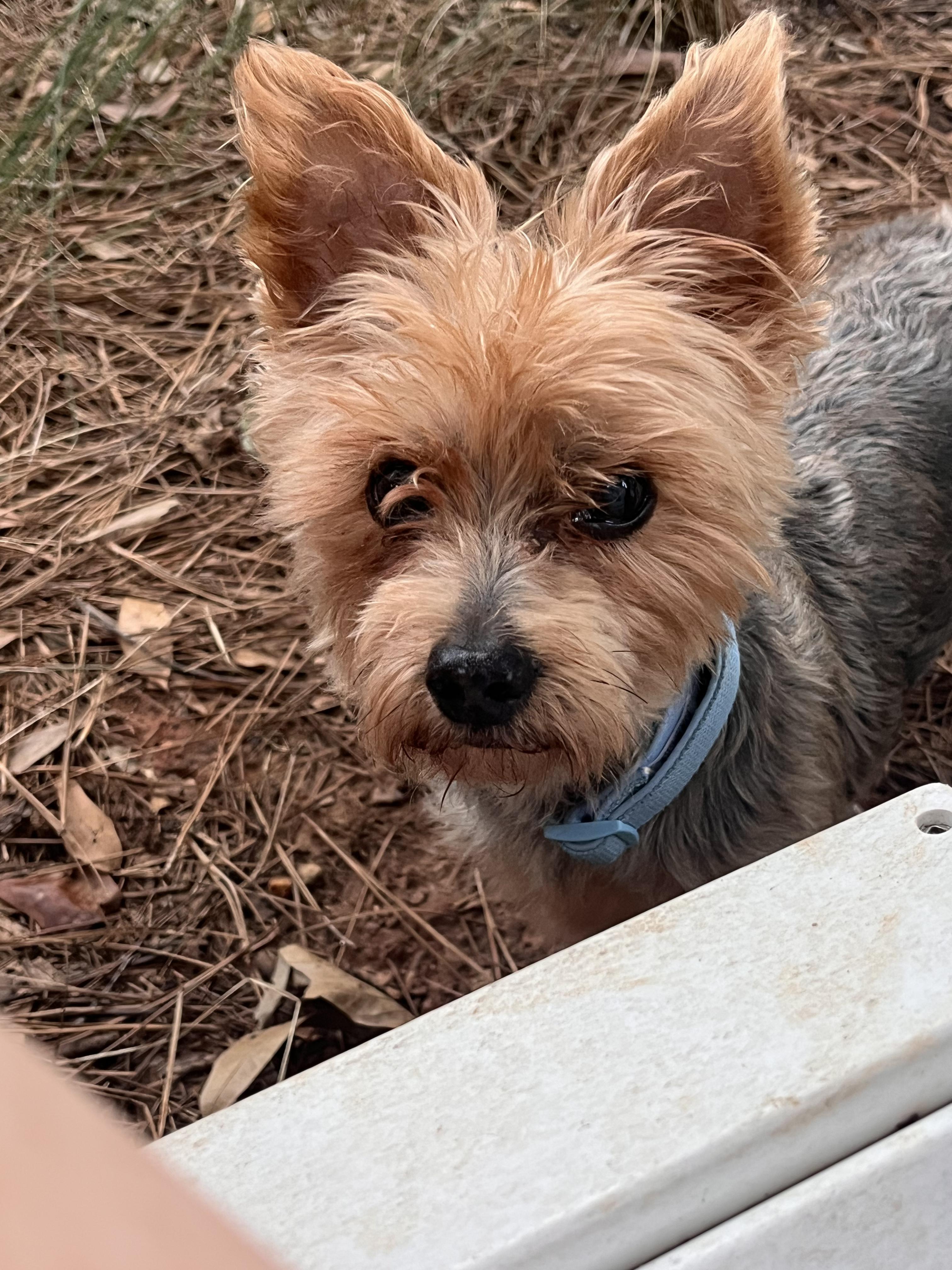 Enlarge Pokey, a Adoptable Yorkshire Terrier in Atlanta, GA image 3/5