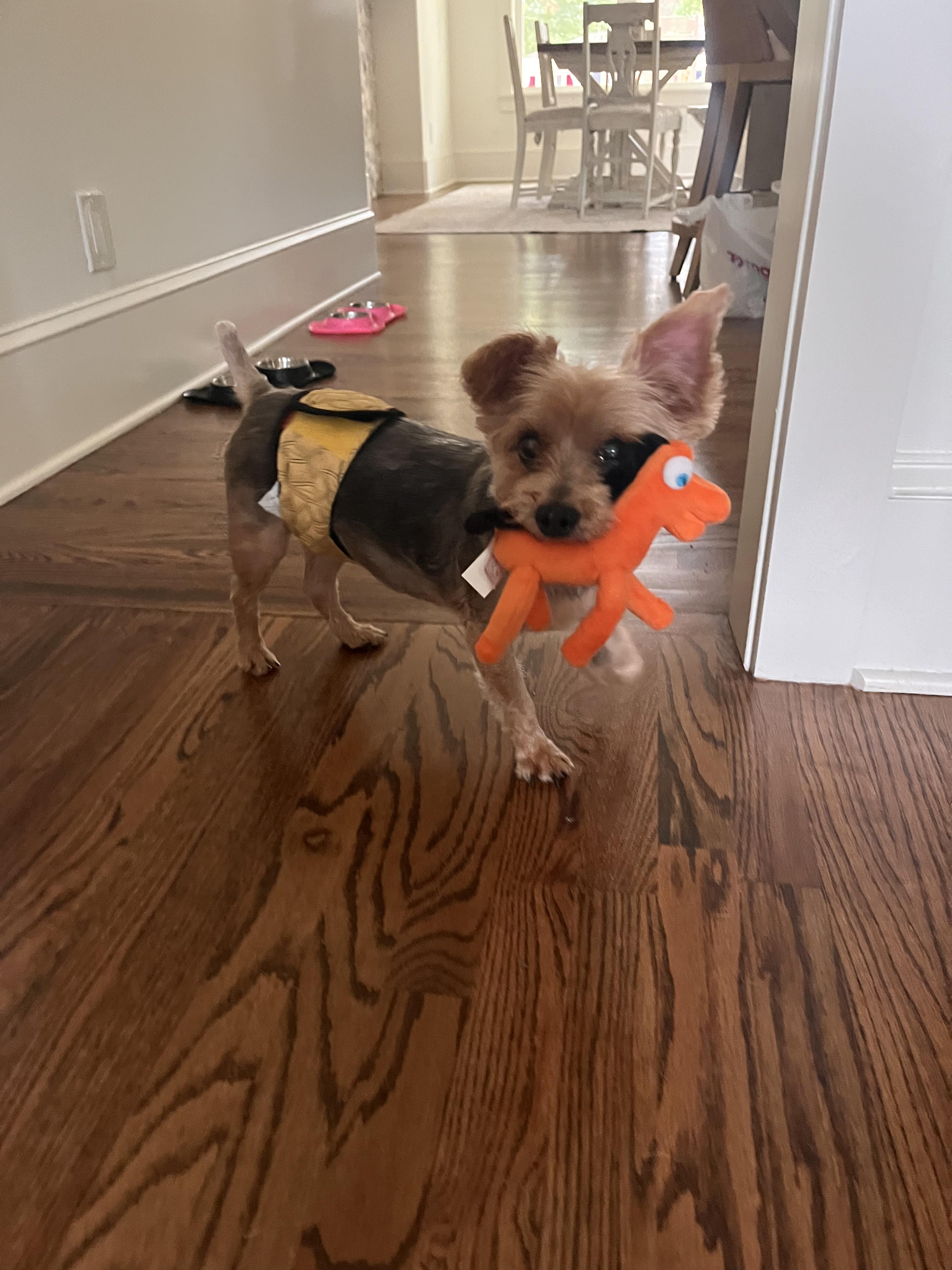 Enlarge Pokey, a Adoptable Yorkshire Terrier in Atlanta, GA image 5/5