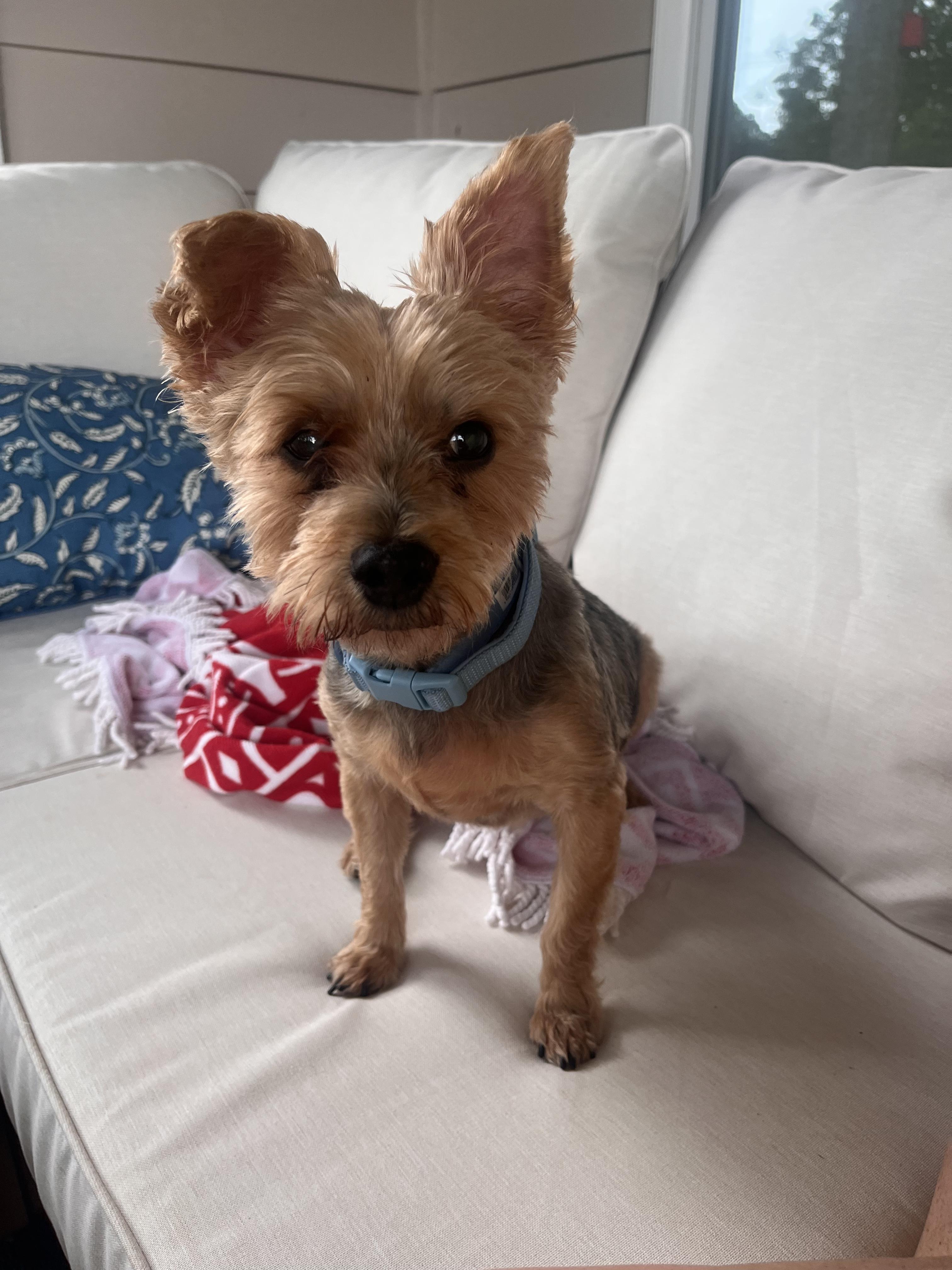 Pokey, Adoptable, Senior Male Yorkshire Terrier.