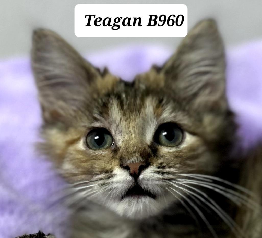 Teagan, ADOPTABLE, Kitten Female Domestic Long Hair.