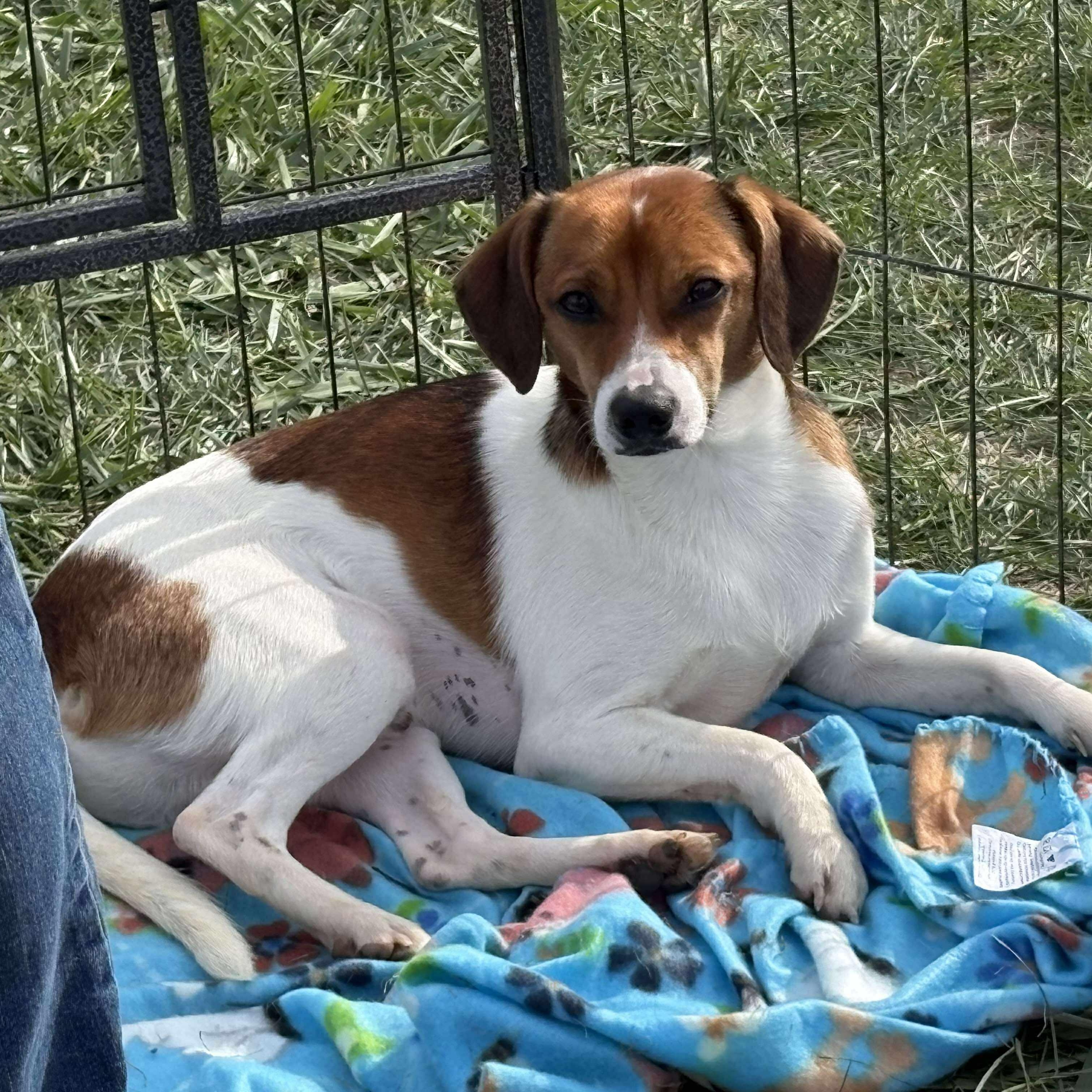 Harley, a Adoptable mixed breed in Wheelersburg, OH image 2/6