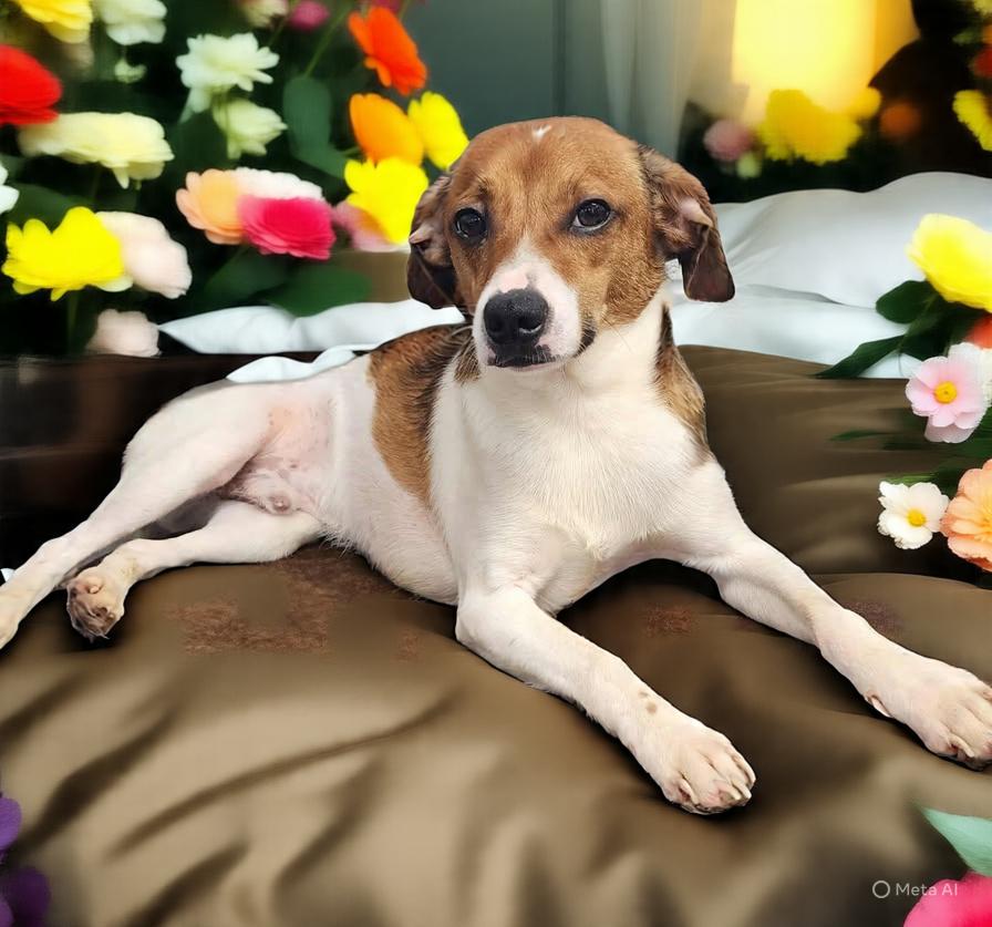 Harley, a Adoptable mixed breed in Wheelersburg, OH image 3/6