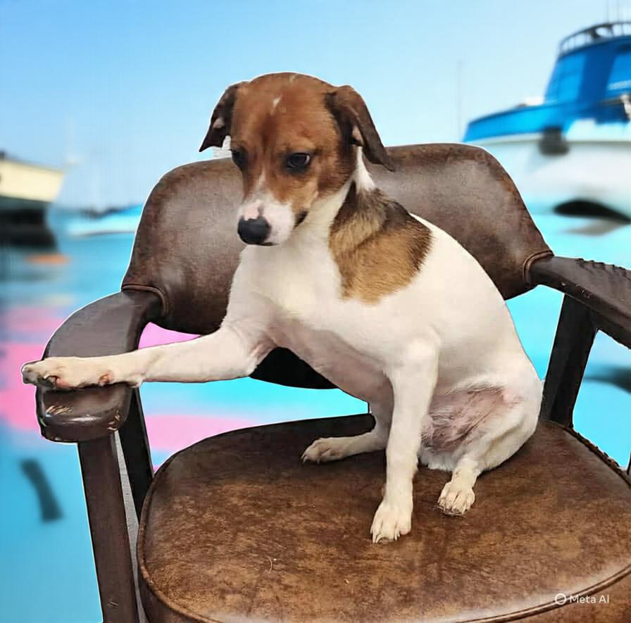 Harley, a Adoptable mixed breed in Wheelersburg, OH image 4/6