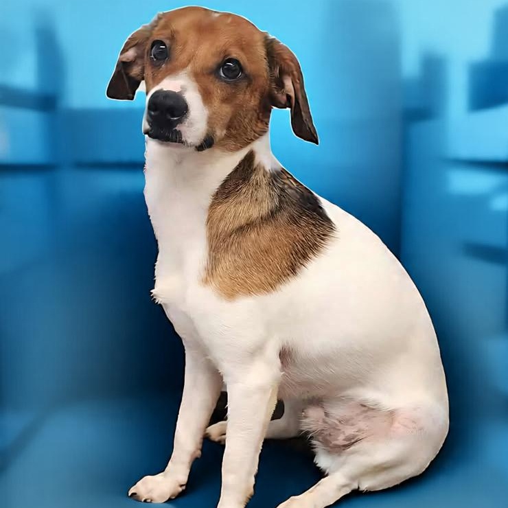 Harley, Adoptable, Adult Male Rat Terrier & Chihuahua.