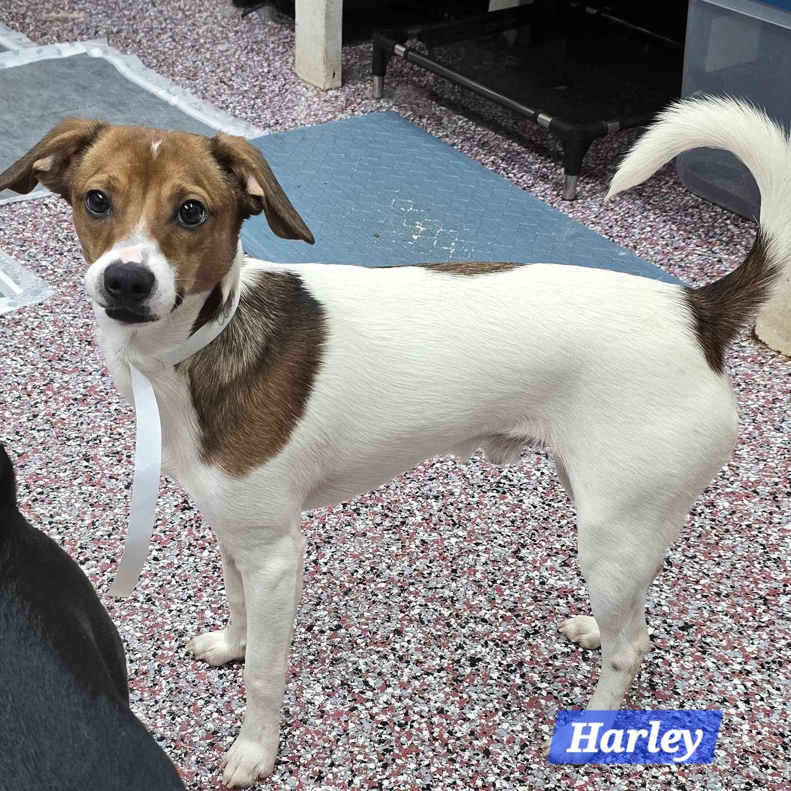 Harley, a Adoptable mixed breed in Wheelersburg, OH image 6/6