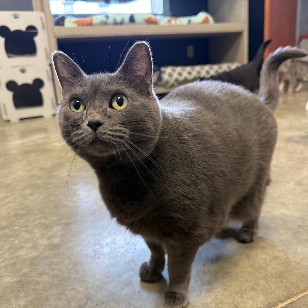 Sheba, Adoptable, Adult Female Domestic Medium Hair.