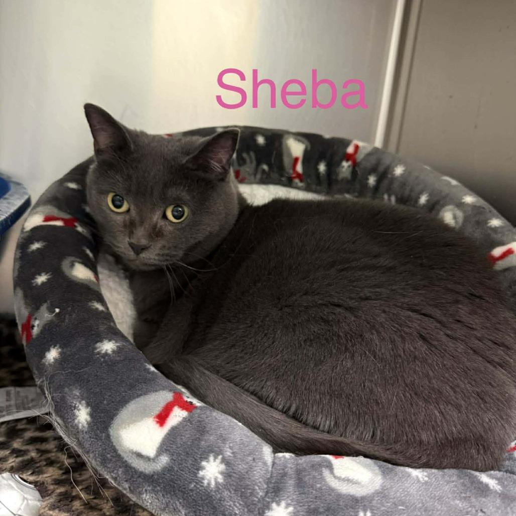 Enlarge Sheba, a Adoptable Domestic Medium Hair in Richmond, IN image 1/1