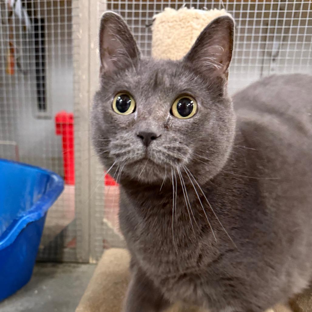Enlarge Sheba, a Adoptable Domestic Medium Hair in Richmond, IN image 2/5