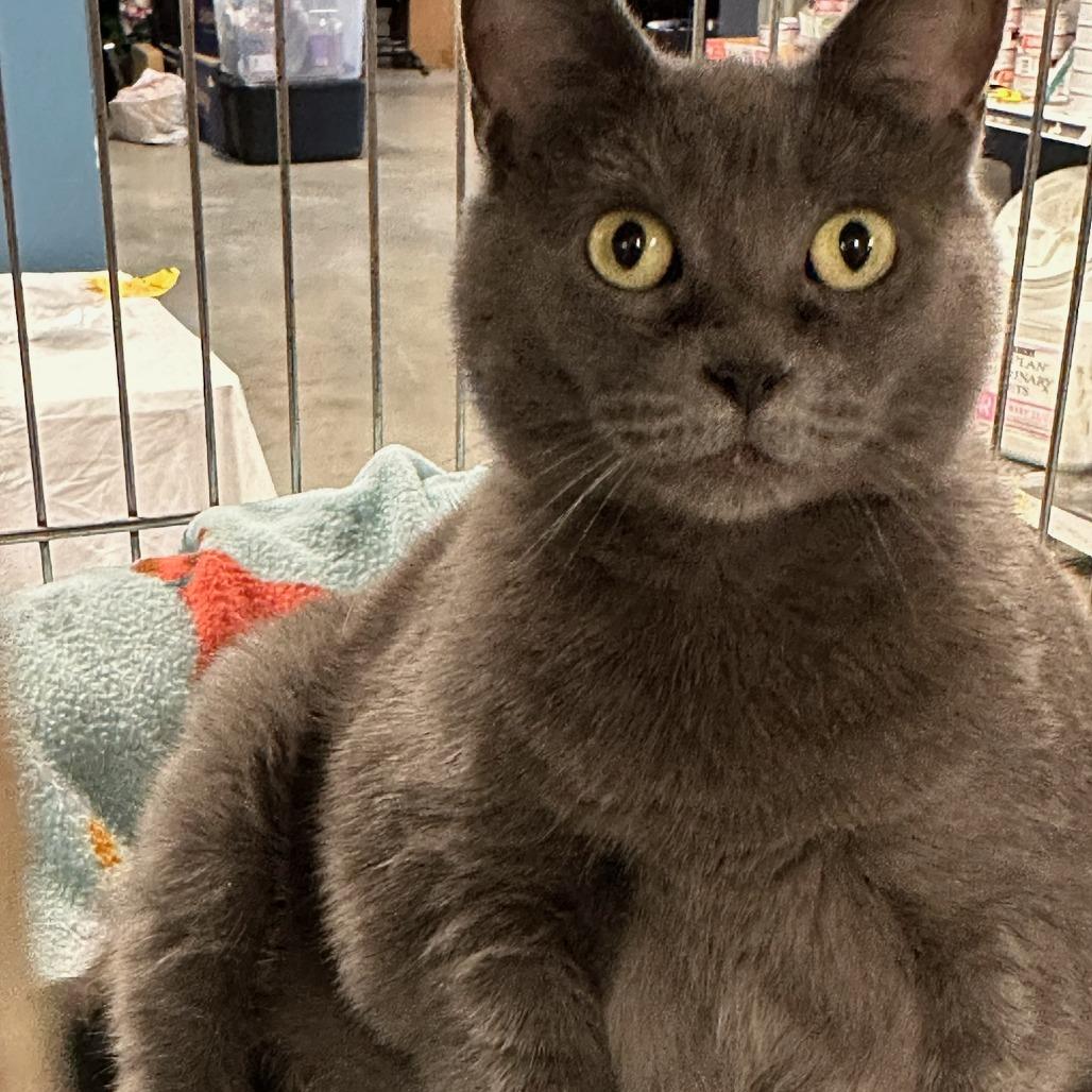Enlarge Sheba, a Adoptable Domestic Medium Hair in Richmond, IN image 3/5