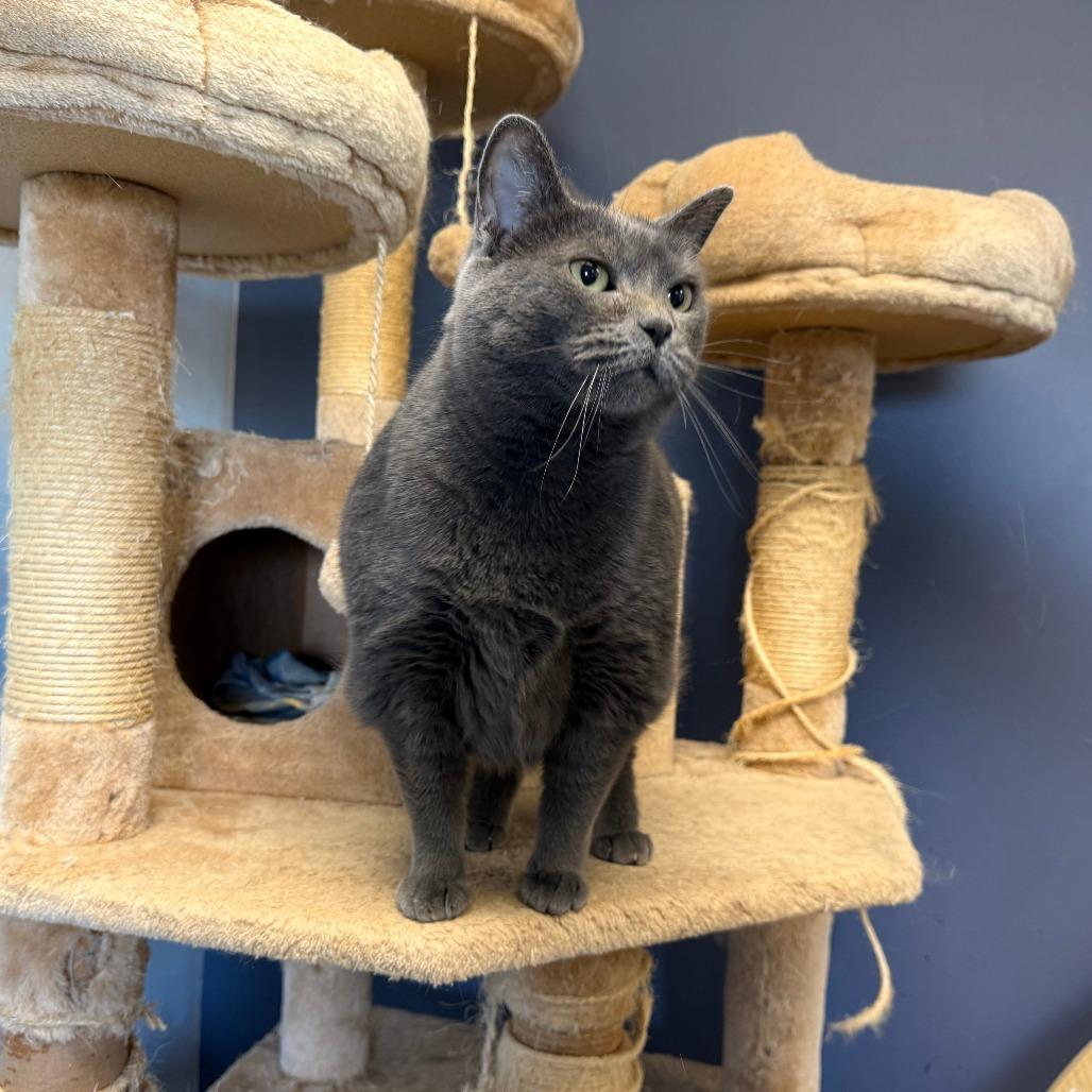 Enlarge Sheba, a Adoptable Domestic Medium Hair in Richmond, IN image 4/5