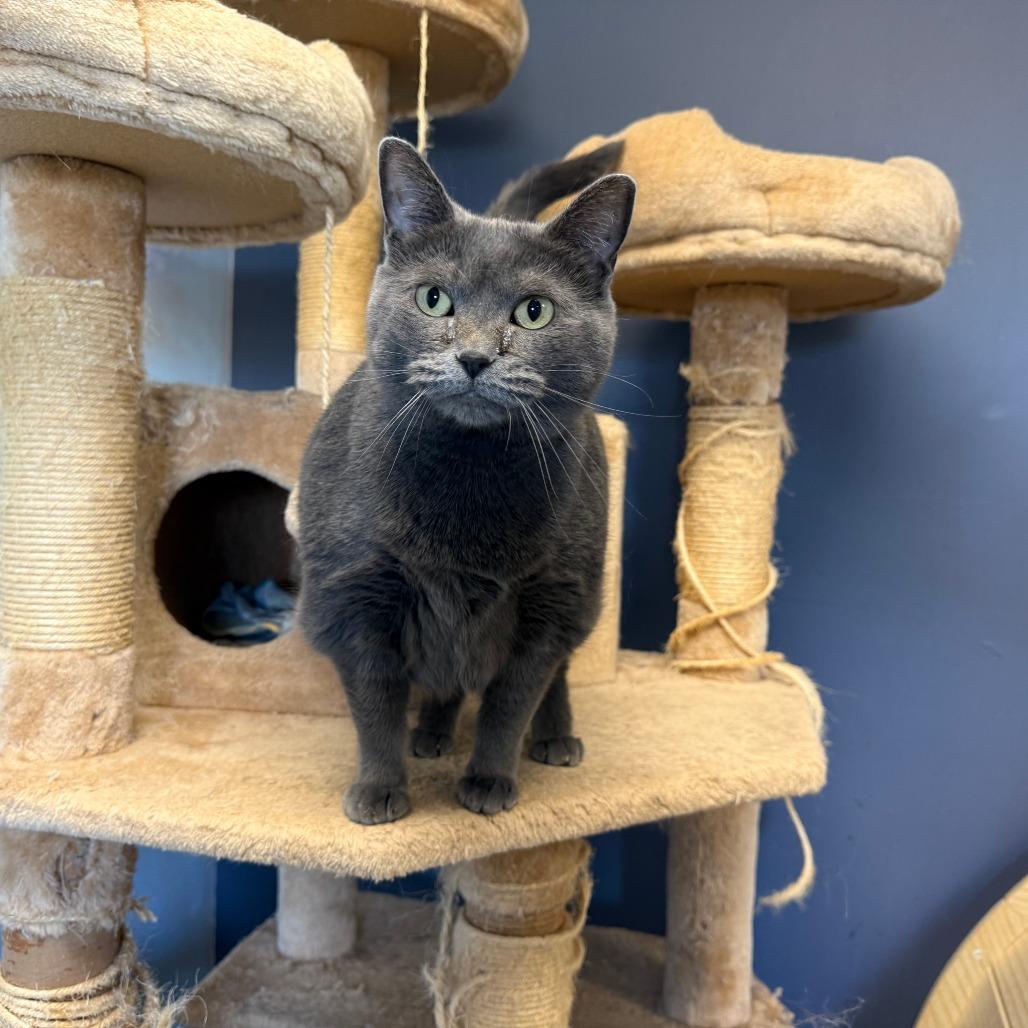 Enlarge Sheba, a Adoptable Domestic Medium Hair in Richmond, IN image 5/5