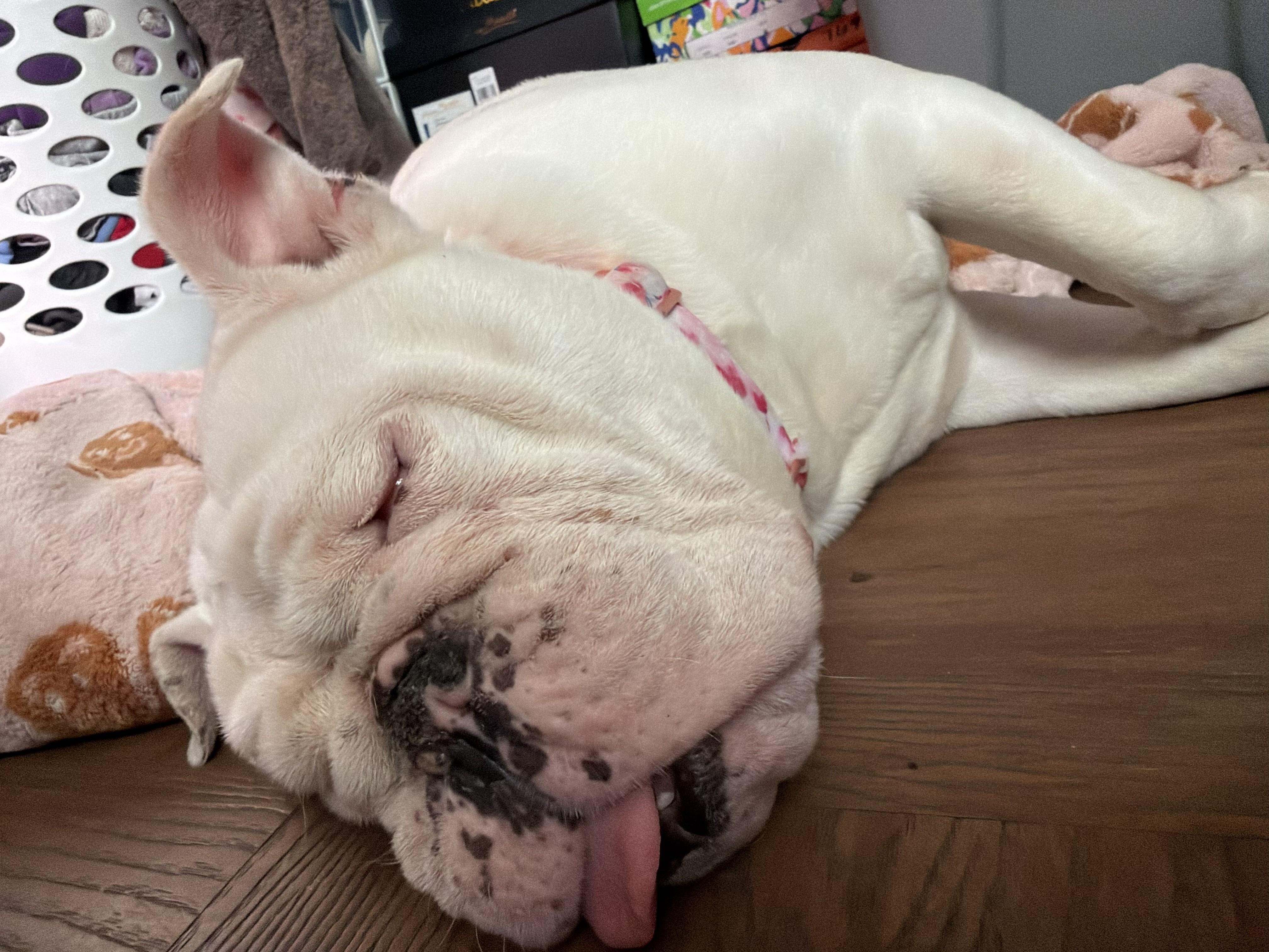 Enlarge Hope, a ADOPTABLE English Bulldog in Belmar, NJ image 4/5