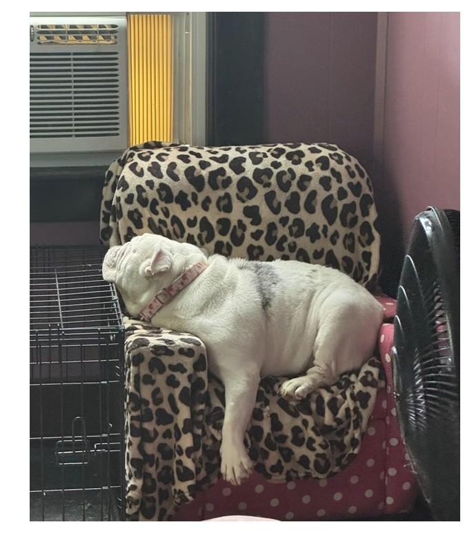 Enlarge Hope, a ADOPTABLE English Bulldog in Belmar, NJ image 3/5