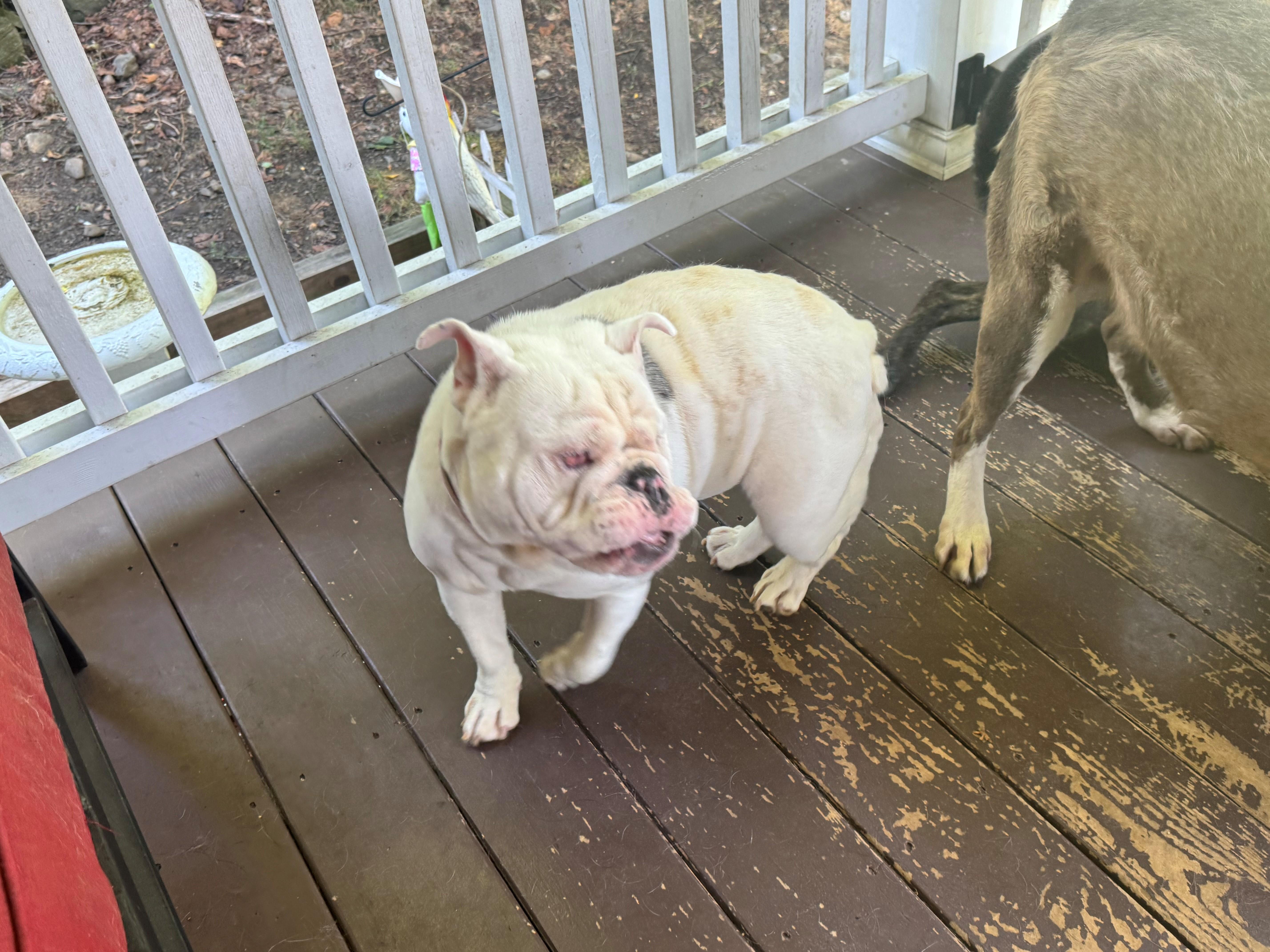 Enlarge Hope, a ADOPTABLE English Bulldog in Belmar, NJ image 5/5