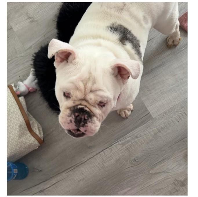 Hope, ADOPTABLE, Young Female English Bulldog.