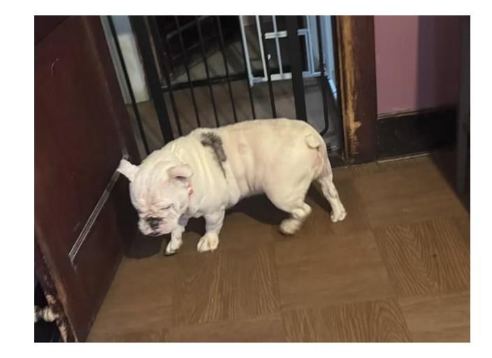 Enlarge Hope, a ADOPTABLE English Bulldog in Belmar, NJ image 2/5