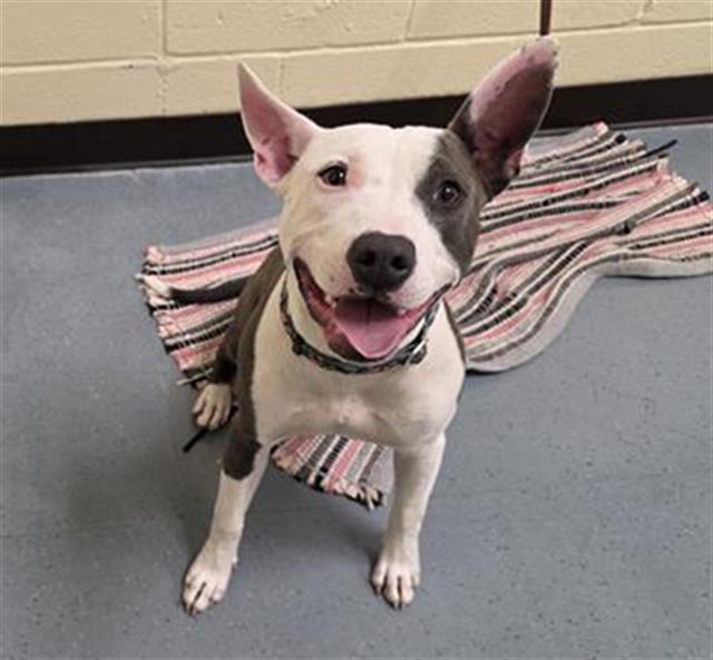 Enlarge RIJU, a Adoptable Pit Bull Terrier in Denver, CO image 1/1