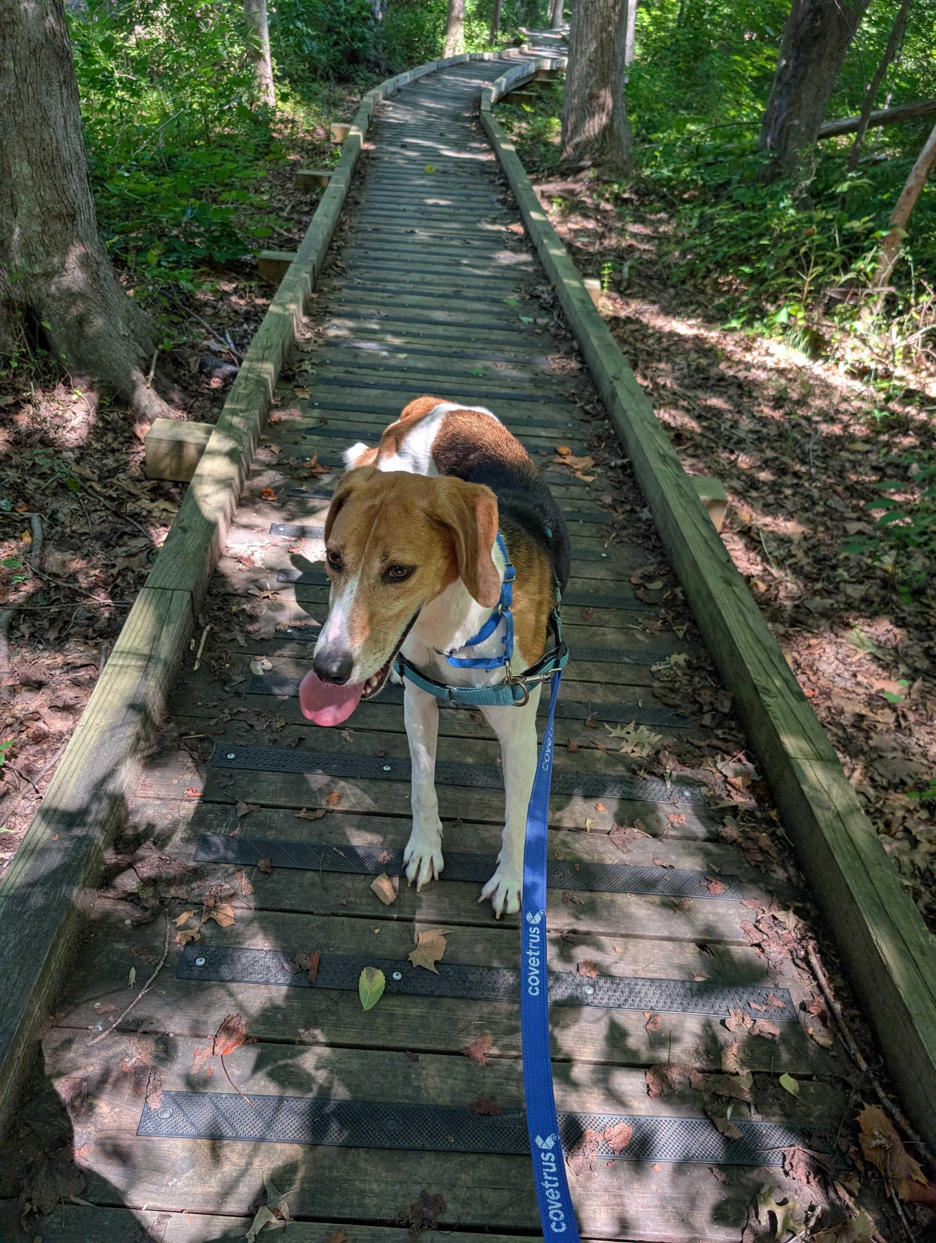 KD, a ADOPTABLE mixed breed in Maidens, VA image 1/2