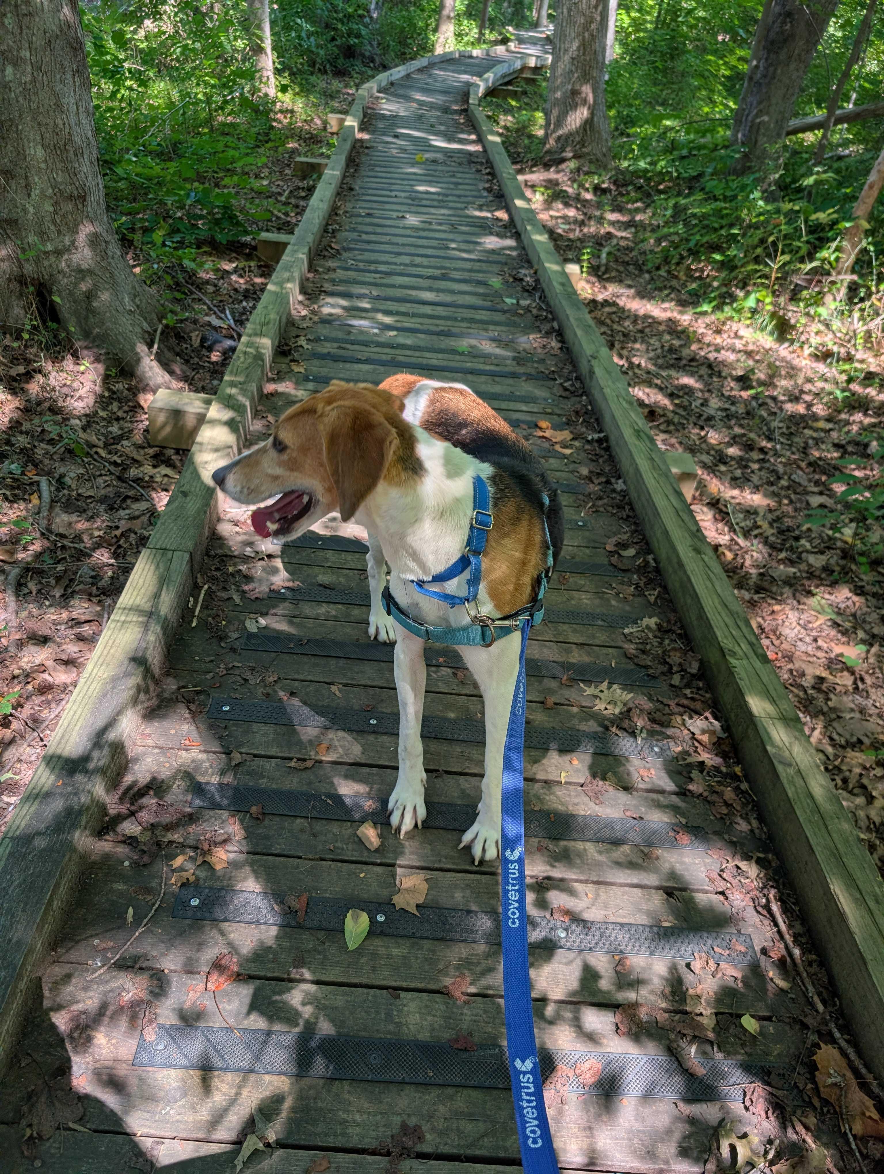 KD, a ADOPTABLE mixed breed in Maidens, VA image 2/2