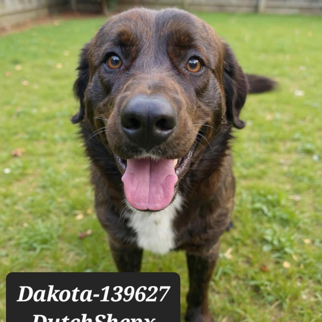 Enlarge Dakota, a Adoptable mixed breed in New Tazewell, TN image 1/1