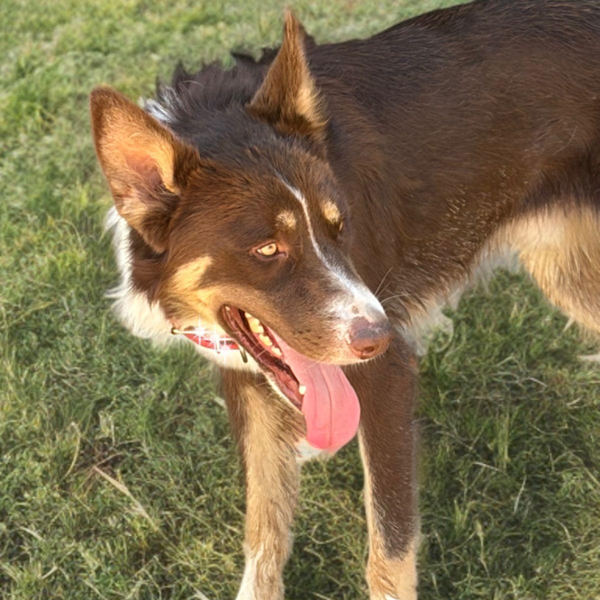 Copper, Adoptable, Adult Male Australian Shepherd.