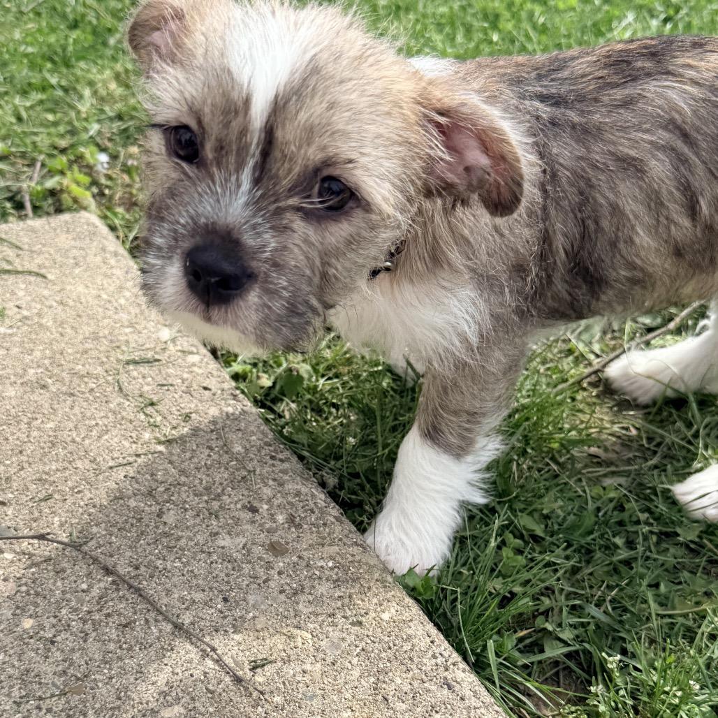 Tristan, an adopted mixed breed in La Grange, KY image 6/6