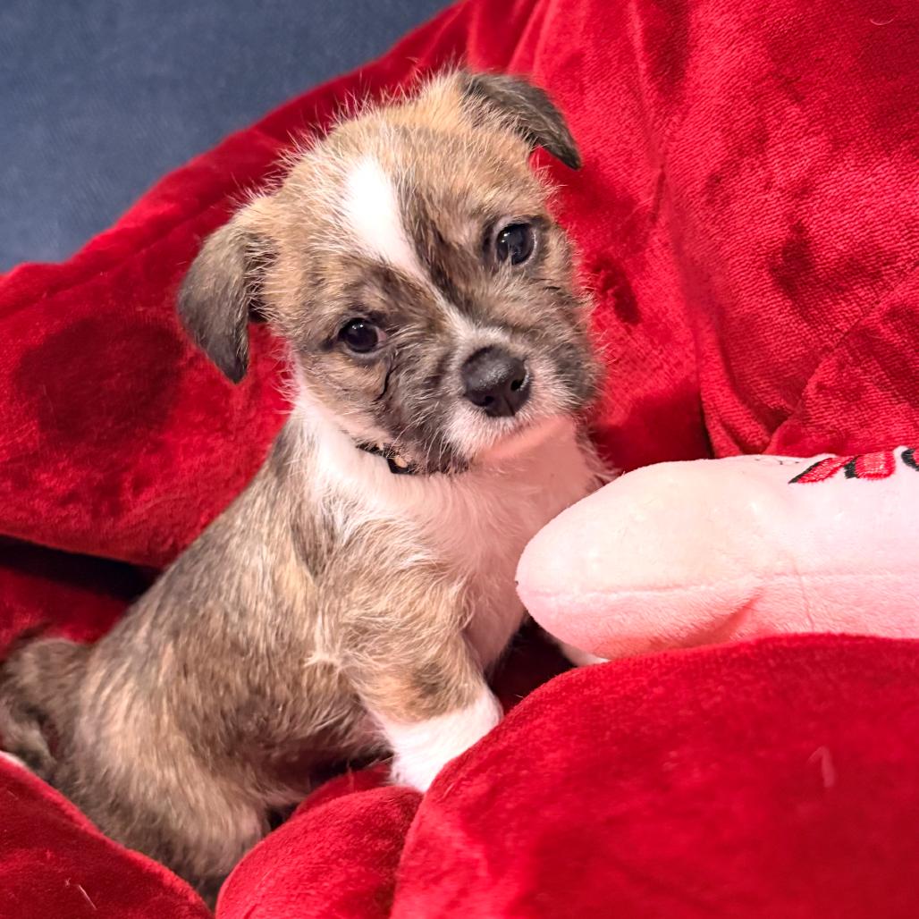 Tristan, an adopted mixed breed in La Grange, KY image 3/6