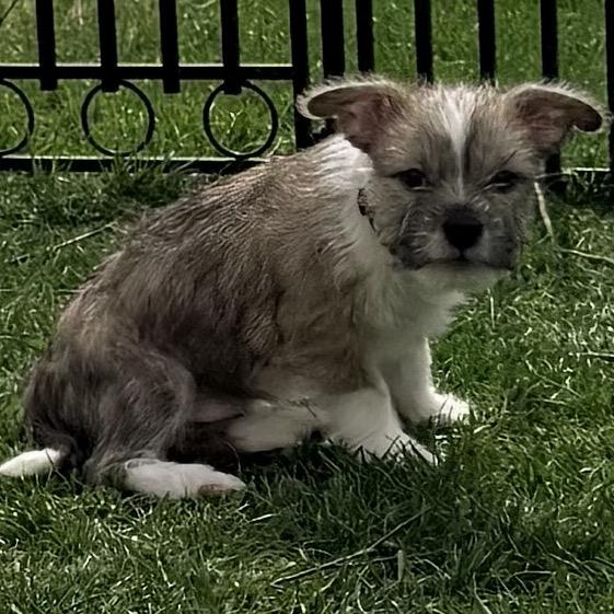 Tristan, an adopted mixed breed in La Grange, KY image 2/6