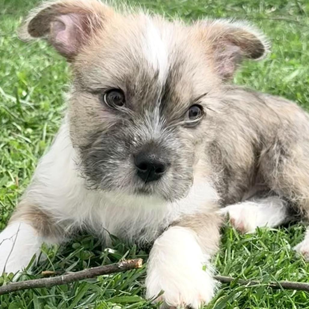 Tristan, adopted, Puppy Male Boston Terrier & Maltese.