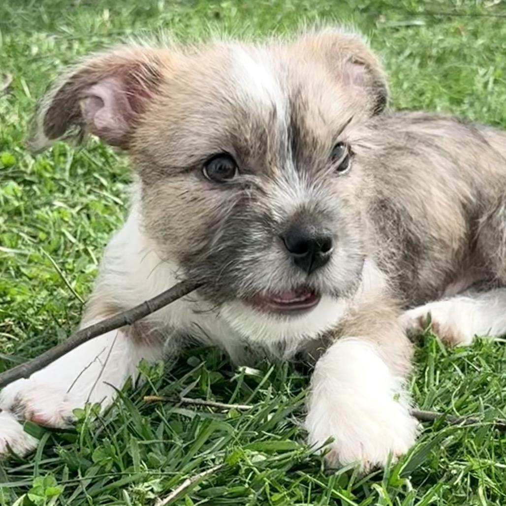 Tristan, an adopted mixed breed in La Grange, KY image 5/6