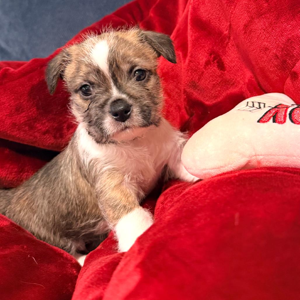 Tristan, an adopted mixed breed in La Grange, KY image 4/6