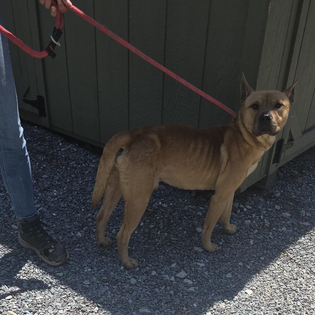 Enlarge Burger king 26-0386, a Adoptable Mixed Breed in Yanceyville, NC image 1/1