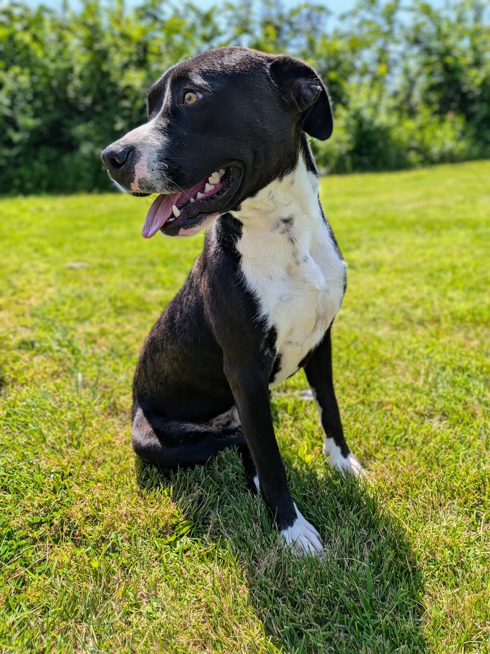 Enlarge Jack, a ADOPTABLE mixed breed in Mount Carmel, IL image 6/6